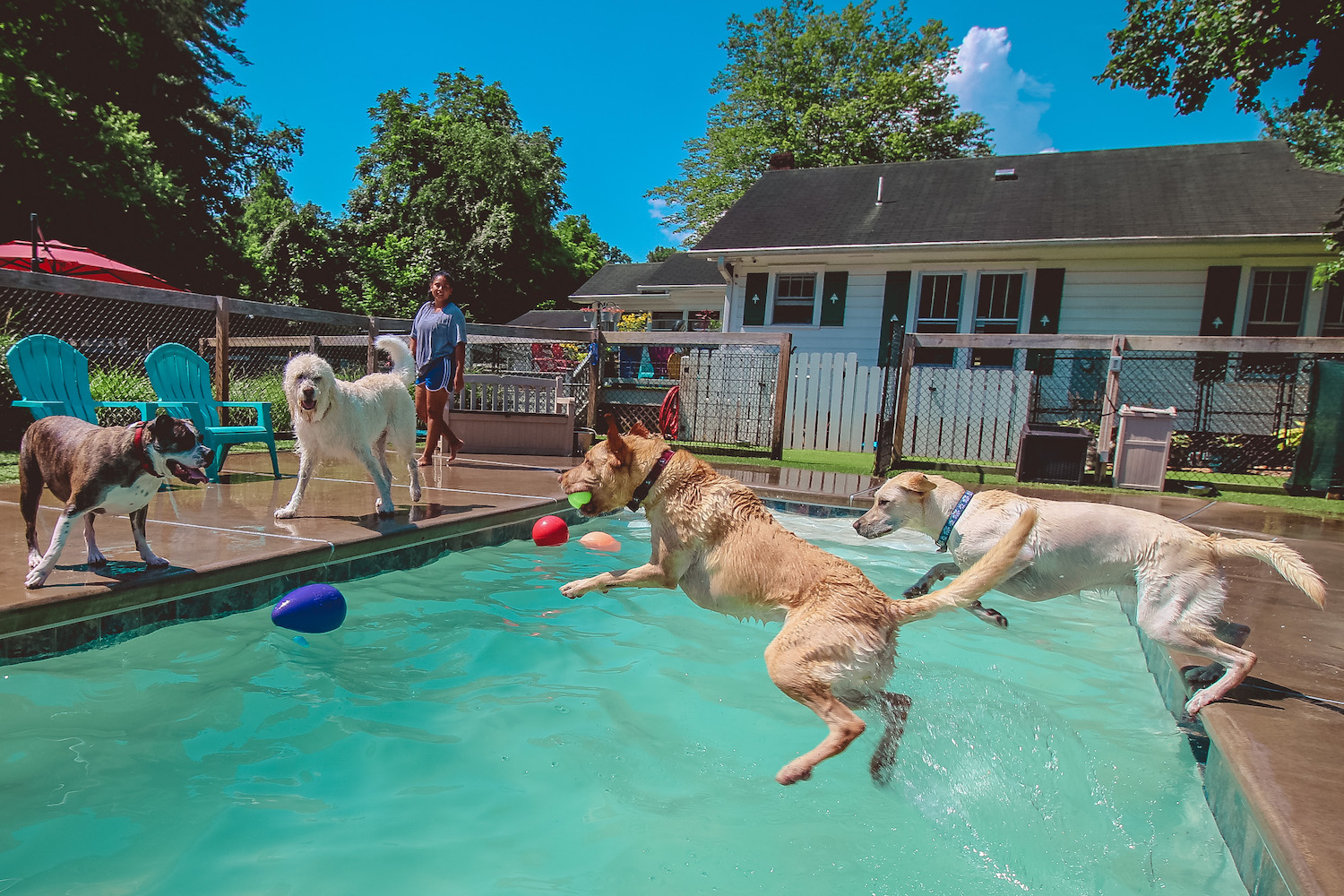 Noah's ark sale doggie daycare